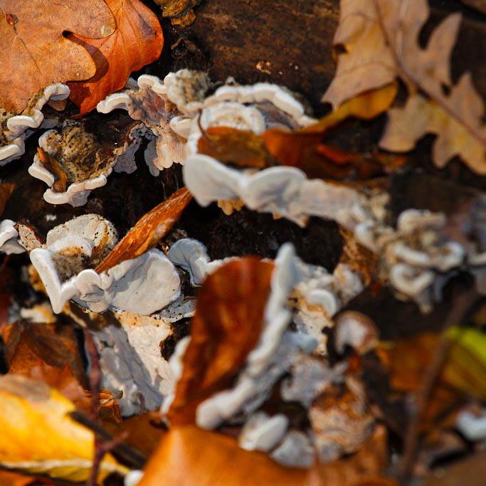12 oktober - bos & bord