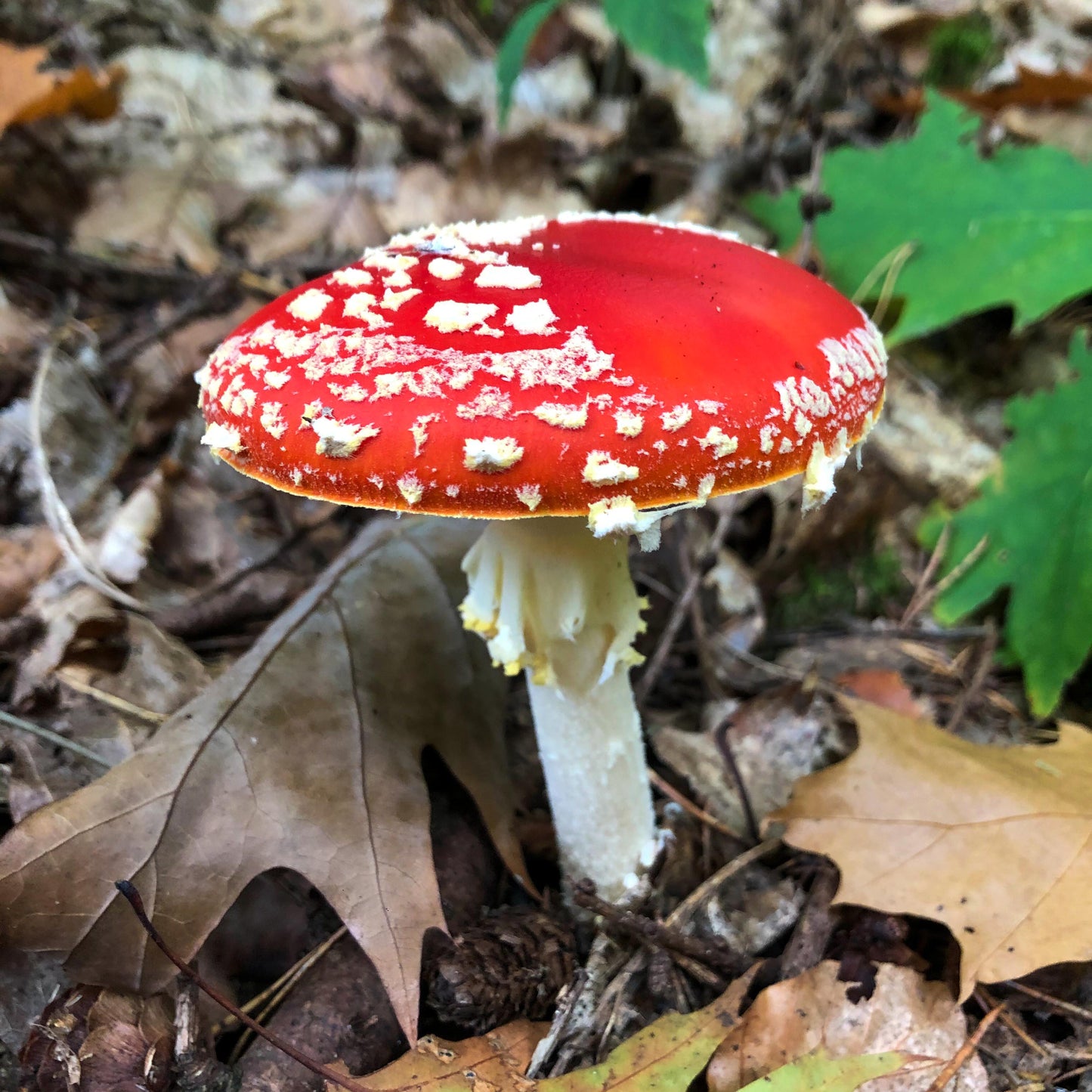 12 oktober - bos & bord