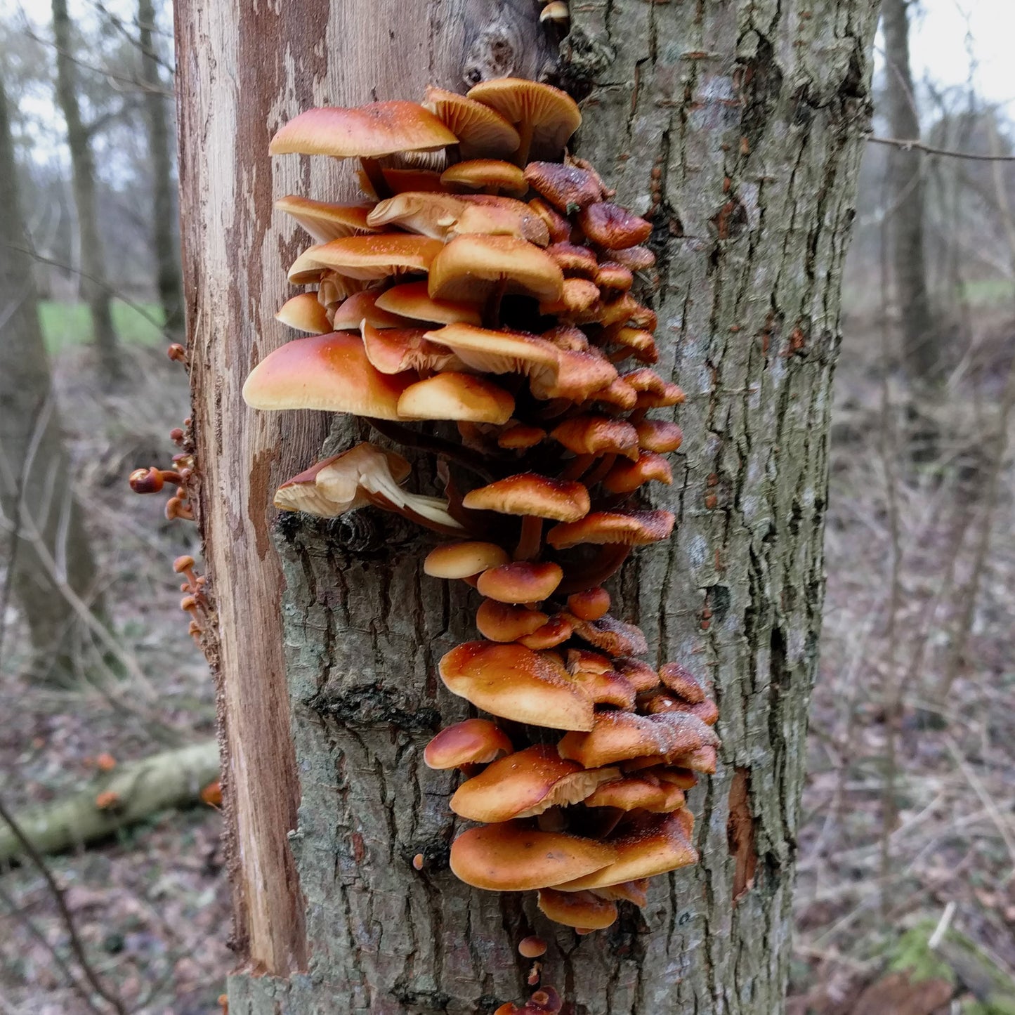 12 oktober - bos & bord