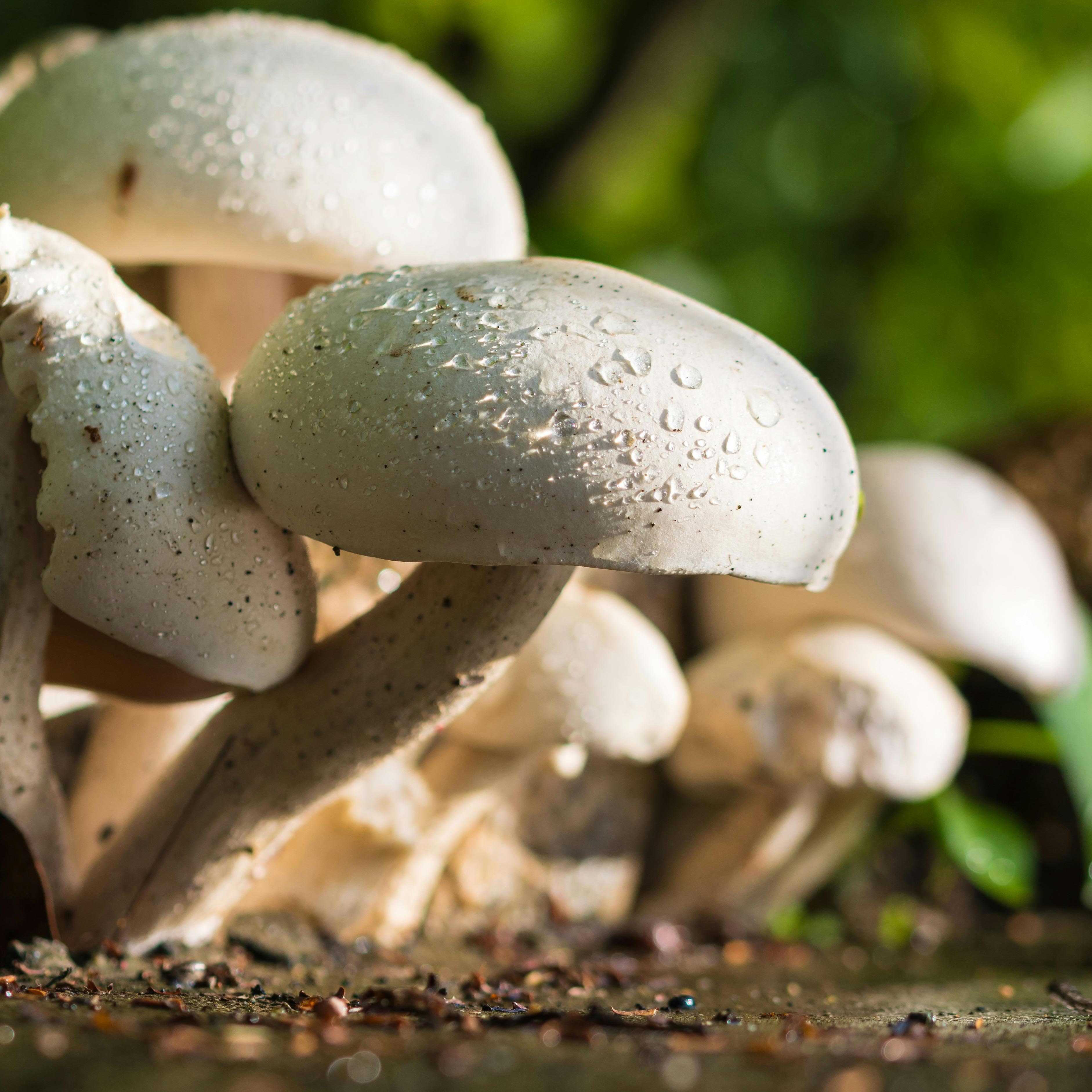 Image of 12 oktober - bos & bord